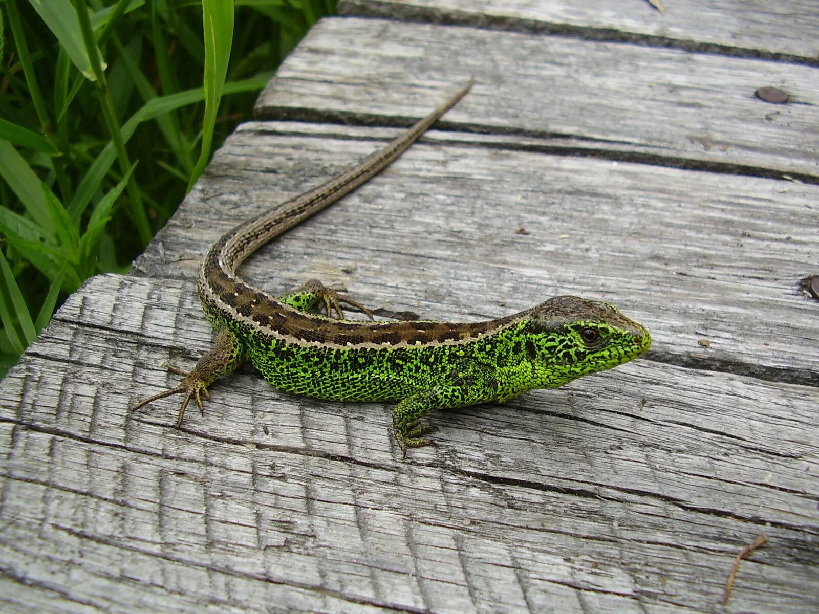 Живот ящерицы. Прыткая ящерица Lacerta Agilis. Ящерица обыкновенная прыткая зеленая. Прыткая ящерица (Lacerta Agilis l.),. Ящерица прыткая (лат. Lacerta Agilis).