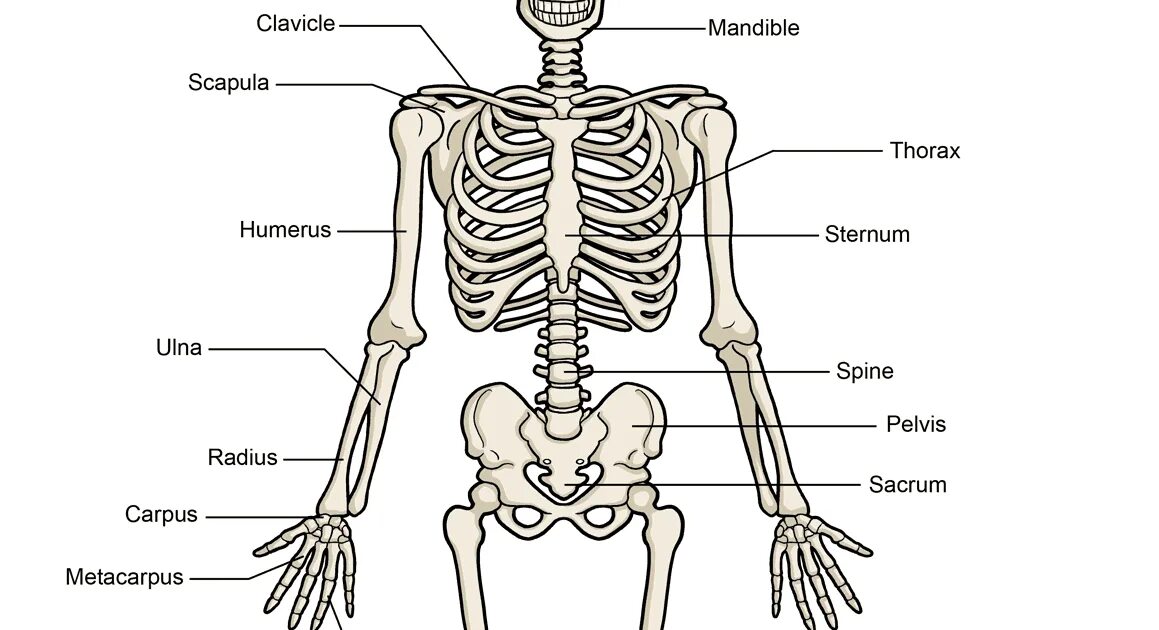 Анатомия человека кости скелета. Скелет человека с обозначениями костей. Скелет схема. Скелет человека картинка.
