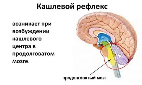 Отдел мозга кашля