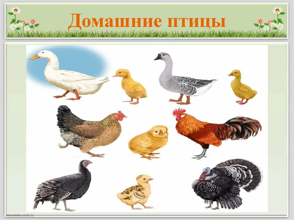 Домашние птицы. Домашние птицы рисунок. Домашние птицы картинки для детей дошкольного возраста. Петух, курица, индюк, скворец. Домашние птицы картинки для детей дошкольного возраста.