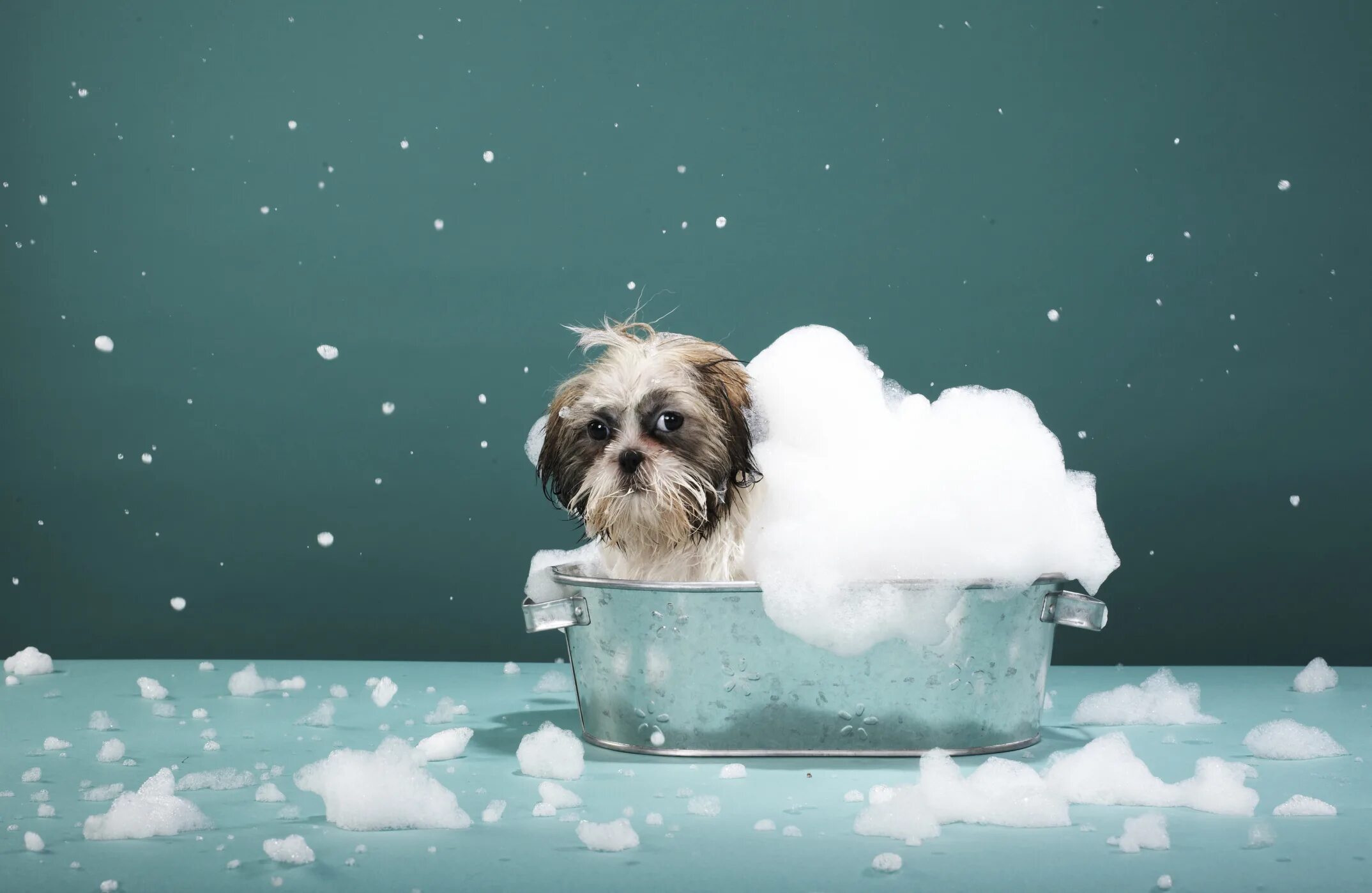 Dog bathing