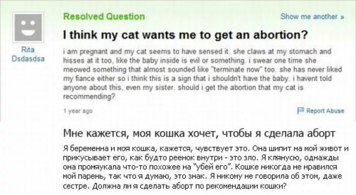 Как сделать аборт кошке. Сколько стоит кошачий аборт. Сколько стоит аборт кошке. Ago report