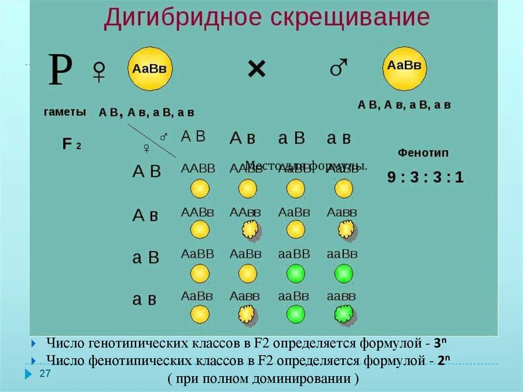 Сколько типов гамет образует потомок от анализирующего. Тригибрилное скрещивание. Схема дигибридного скрещивания гороха. Таблица гамет дигибридное скрещивание. 3 Закон Менделя дигибридное скрещивание.