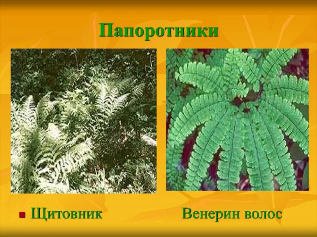 Приведите по три примера растений папоротники. Папоротники названия. Многообразие папоротников. Разнообразие растений папоротники. Разнообразие папоротникообразных.