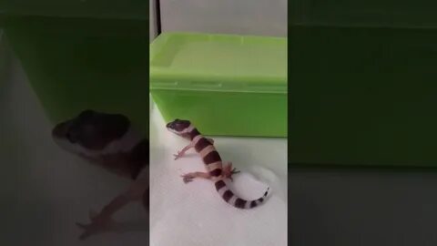 Кричащий эублефар