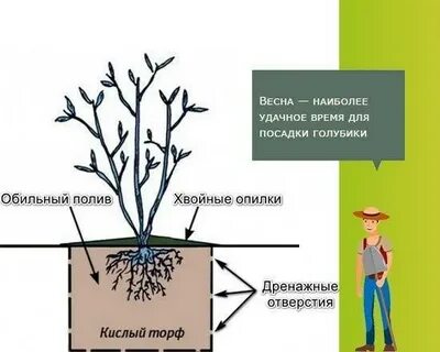 Расстояние между голубикой при посадке