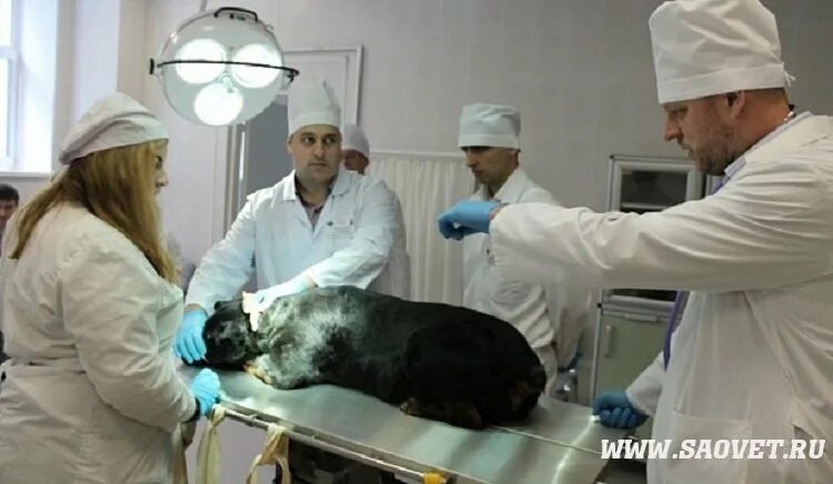 сббж вакцины. сббж со. ветклиника в саларьево. сббж со. сббж со.