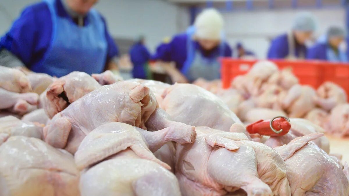 Тушка куриная. Производство мяса птиц. Производство мяса птиц. Производство мяса птиц. Производители куриного мяса.