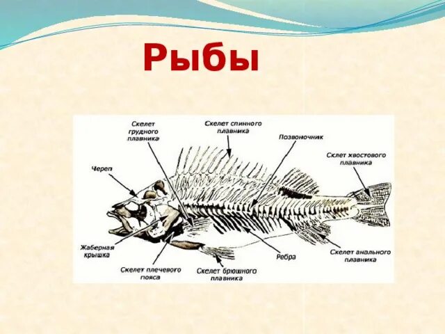 Скелет рыбы. Скелет рыбы схема. Скелет щуки схема. Скелет рыбы строение.