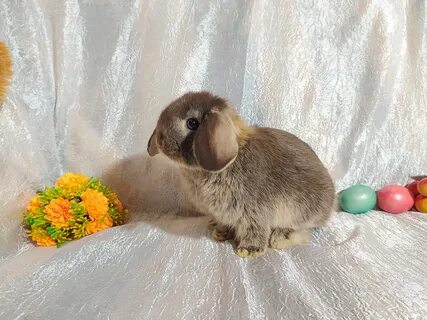 Животные шаховская