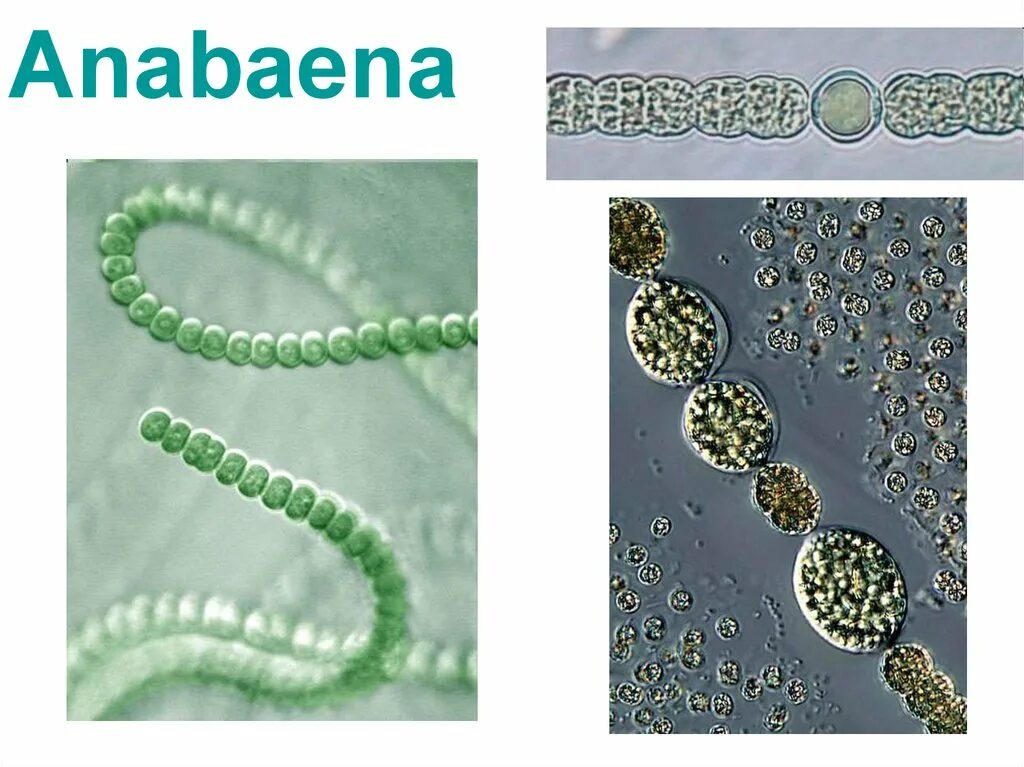 Анабена. Цианобактерии anabaena azollae. анабена водоросли. цинобактерия анабапна. anabaena цианобактерия строение.