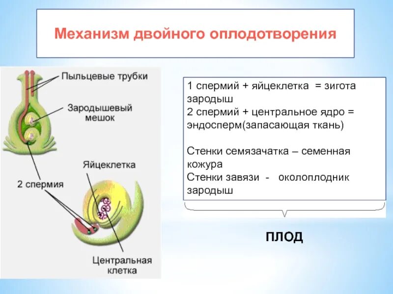 Схема двойного оплодотворения у цветковых растений. Схема двойного оплодотворения у покрытосеменных растений. Двойное оплодотворение у покрытосеменных растений. Механизм двойного оплодотворения у цветковых растений. Характеристики оплодотворение после опыления установите соответствие