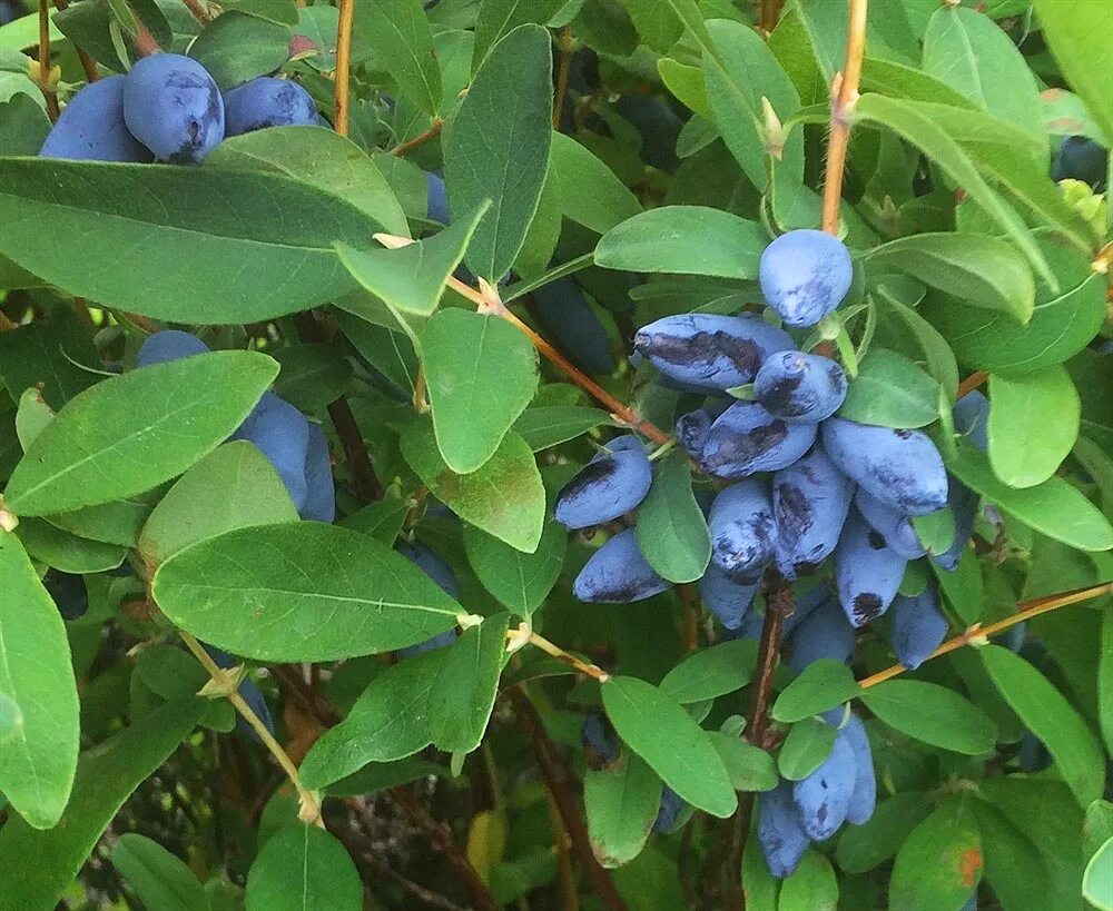 Lonicera caerulea kamtschatica. Жимолость нарымская. Жимолость уссульга. Жимолость borealis. Жимолость бархат.