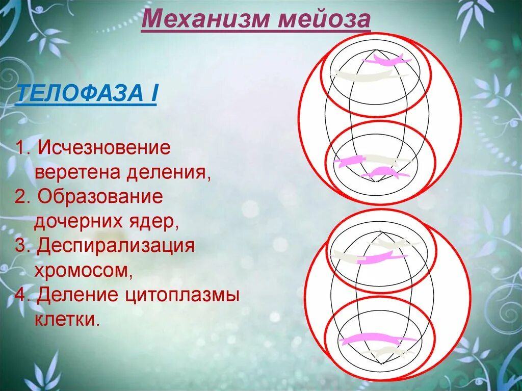 Телофаза мейоза 1. Деспирализация хромосом в мейозе. Телофаза диспитрадизация. Телофаза деспирализация.
