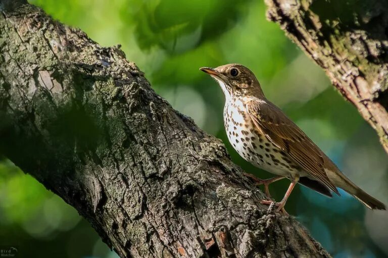 Дрозды разные виды. Turdus philomelos. Дрозд на дереве. Красивый Дрозд в лесу. Дрозды фото.