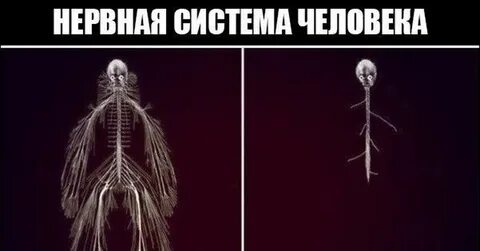 Какие из систем не позволяют