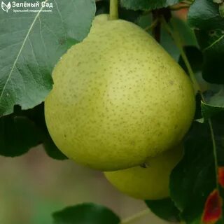 Какой сорт есть