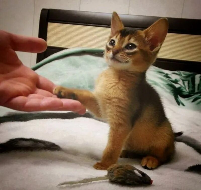 Данный кот. Кот дает пять. кот дает лапу. котенок дает пять. дай пять коты.