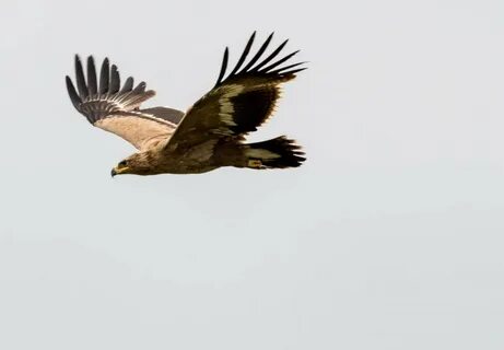 Орел оренбургская область