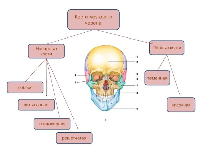 Черепно мозговую кость. Парные и непарные кости черепа. Кости мозгового отдела черепа. Затылок клиновидная решетчатая кость. Клиновидная и лобная кость черепа.