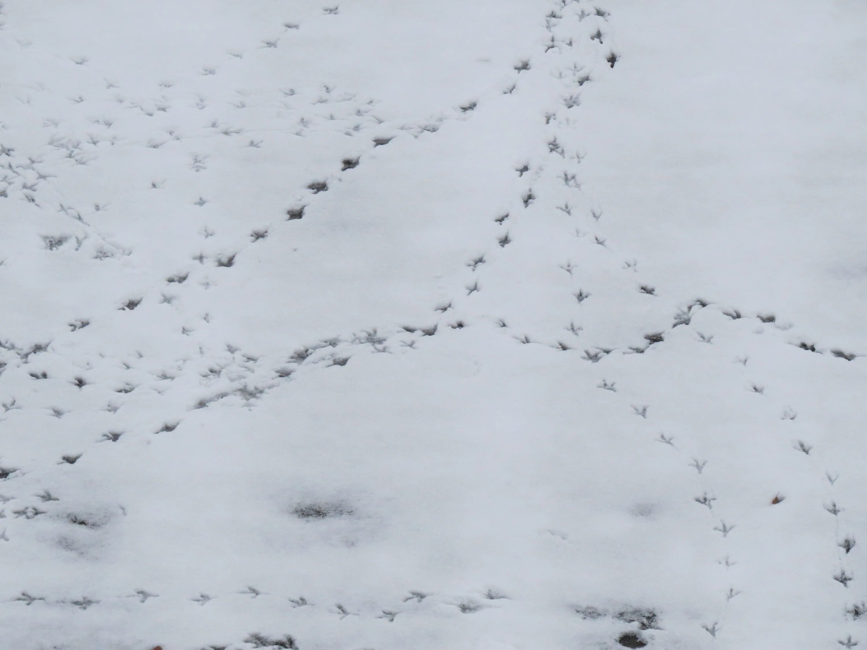 Следы на снегу. Следы животных на снегу. Следы зимующих птиц. Следы птиц на снегу.