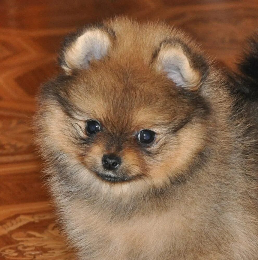 Собака маленькая шпица во владимире. Шпиц цвет мерлин. Джесс шпиц сантерра. Шпиц в старости. Шпиц мой друг.