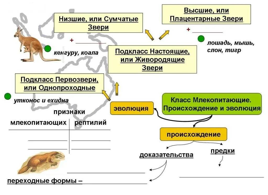 Среды жизни млекопитающих 8 класс биология. Строение млекопитающих 7 класс биология. строение млекопитающих 8 класс биология. внешнее строение млекопитающих 8 класс биология. размножение млекопитающих 7 класс биология.