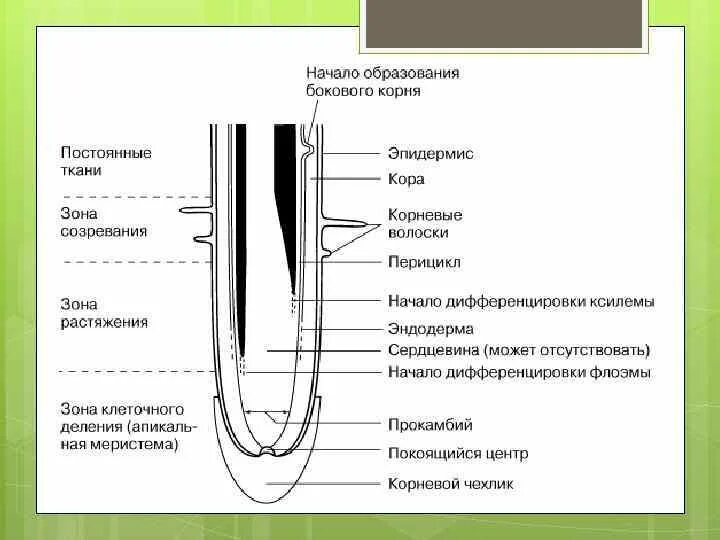 Какая зона корня обеспечивает поглощение воды. Зоны корня деления растяжения всасывания проведения. Ткани корня. Строение корня таблица. Зоны корня и ткани.