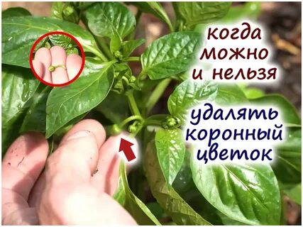 Нужно ли удалять первые цветы у перца