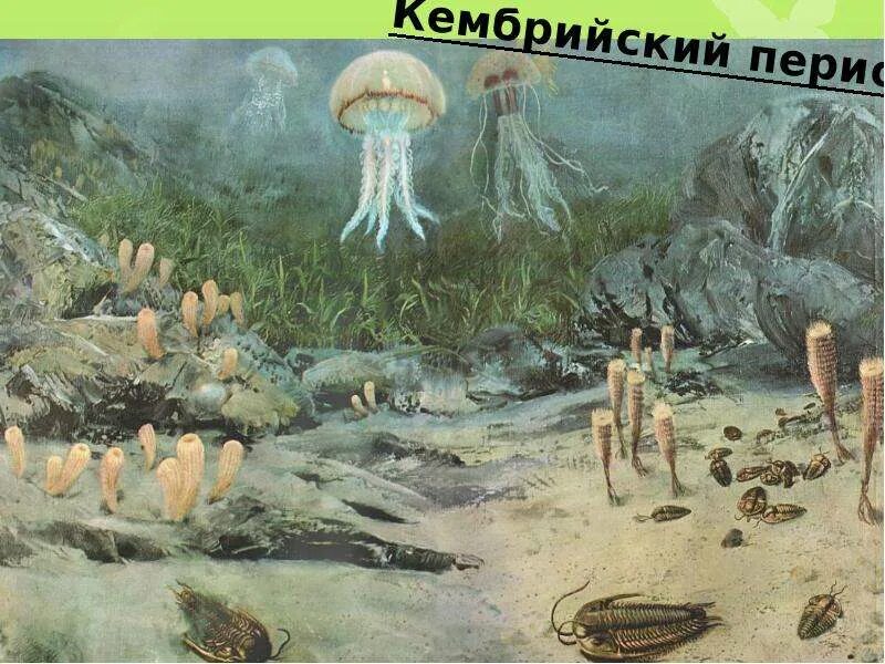 Кембрийский период с русской. Палеозой эра кембрий. кембрийский период палеозойской эры. протерозойская эра кембрий. палеозойская эра растения кембрий водоросли.