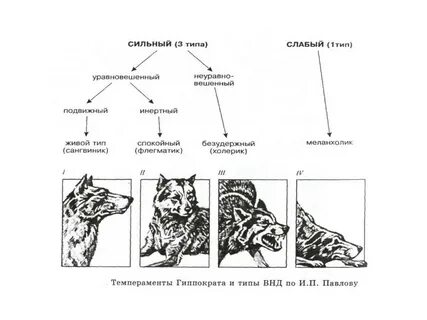 Типы высшей нервной деятельности признаки
