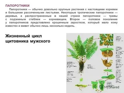 Папоротникообразные растения признаки