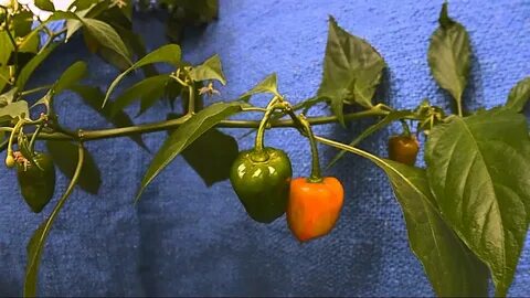Pepper time