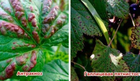 Антракноз лечение препараты