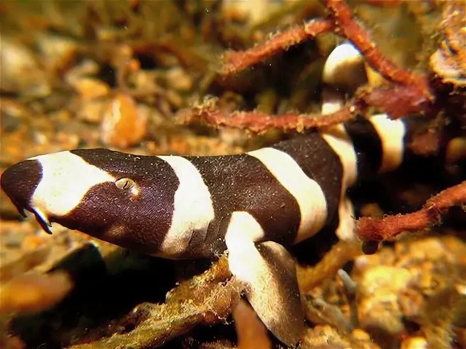 Brown banded. Brownbanded Bamboo Shark. Акула Кошачья белопятнистая для аквариума.