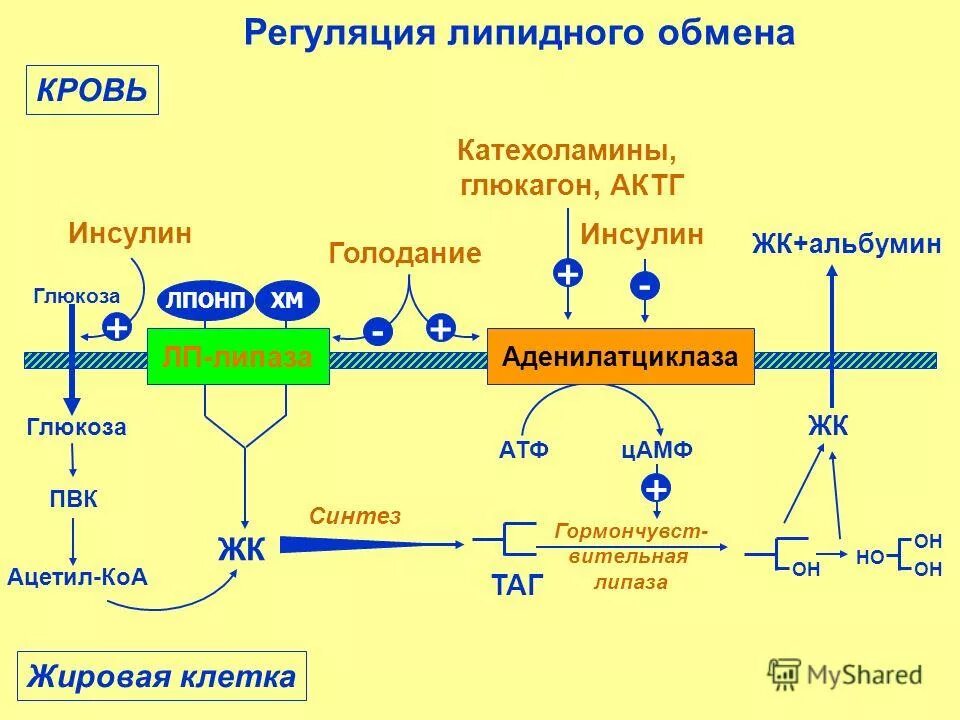 Физиология липидного обмена схема. Регуляция липидного обмена биохимия схема. Регуляция метаболизма липидов биохимия. Схема метаболизма липидов в организме человека.