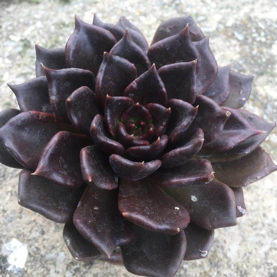 Антуриум цветок черный принц. Такка розовая. Зимикулиус цветок черный. Суккулент эхеверия черный принц. Цветок ирис черный принц.