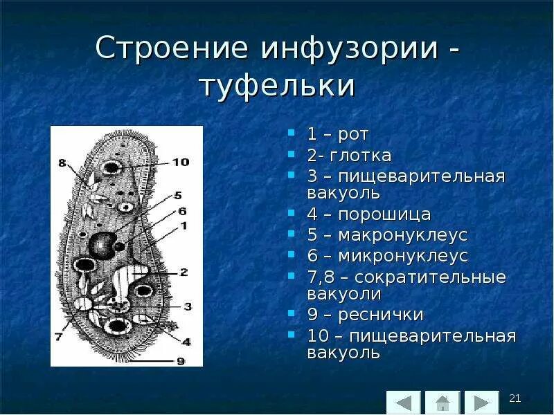 Какую функцию инфузории туфельки выполняет сократительная вакуоль. Макронуклеус инфузорий. Микронуклеус у инфузорий. Инфузория туфелька макронуклеус. Инфузория туфелька микронуклеус.