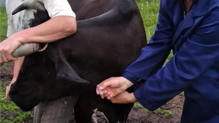Как лечат переломы у крупного рогатого скота. Как лечат переломы у крупного рогатого скота