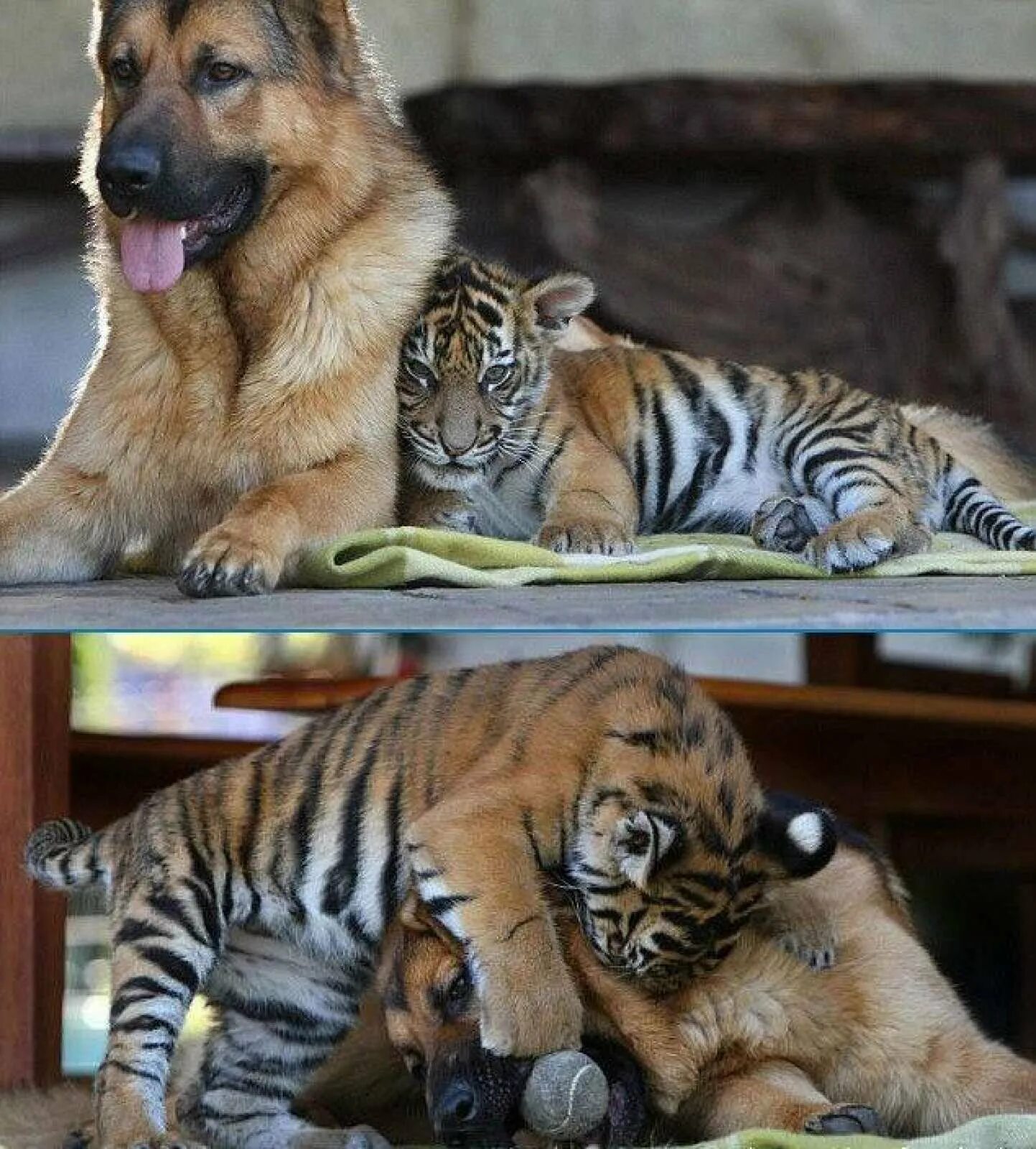 Собака тигр. Тигрица и собака. Пес тигр. Тигренок и щенок.