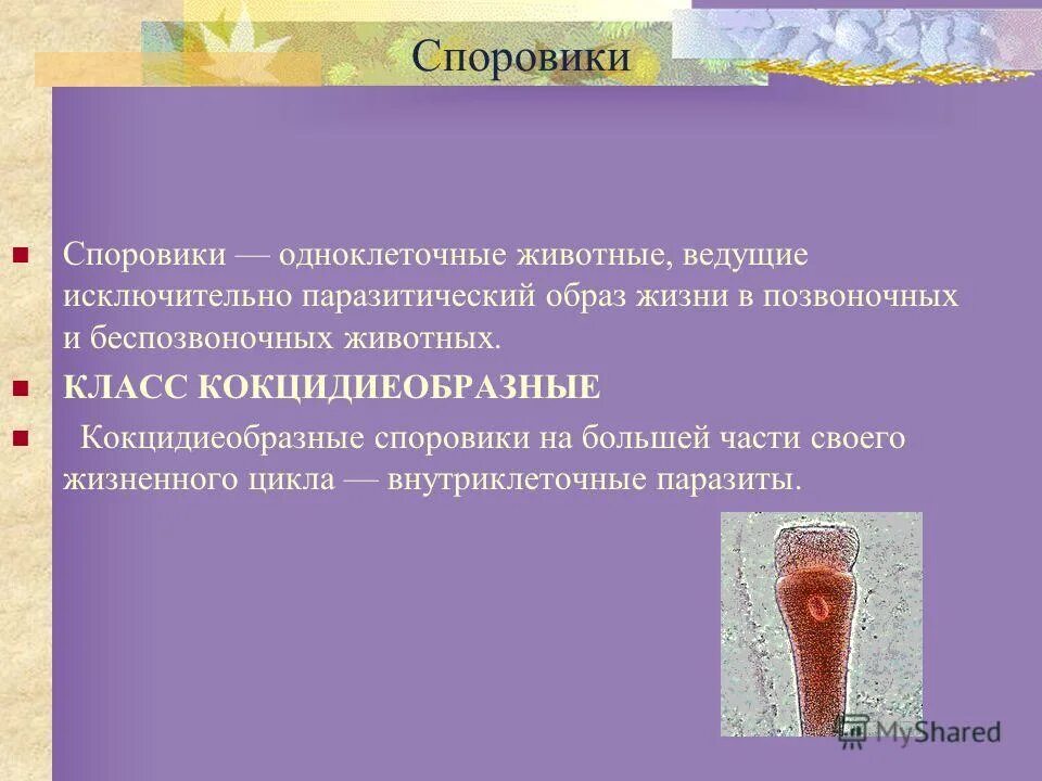 меры профилактики заболеваний. меры предупреждения заболеваний вызываемых простейшими. меры по сохранению здоровья школьников. простейшие меры. косая сажень мера измерения.