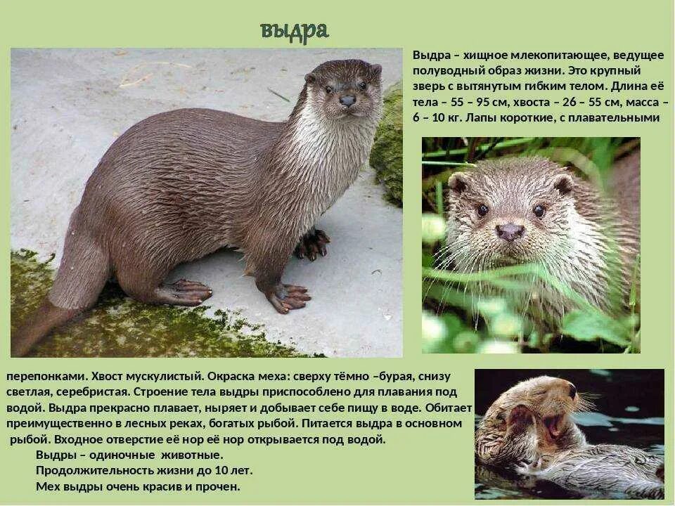 Выдра класс животных. Информация о выдре. выдра описание. сообщение о выдре. доклад про выдру.