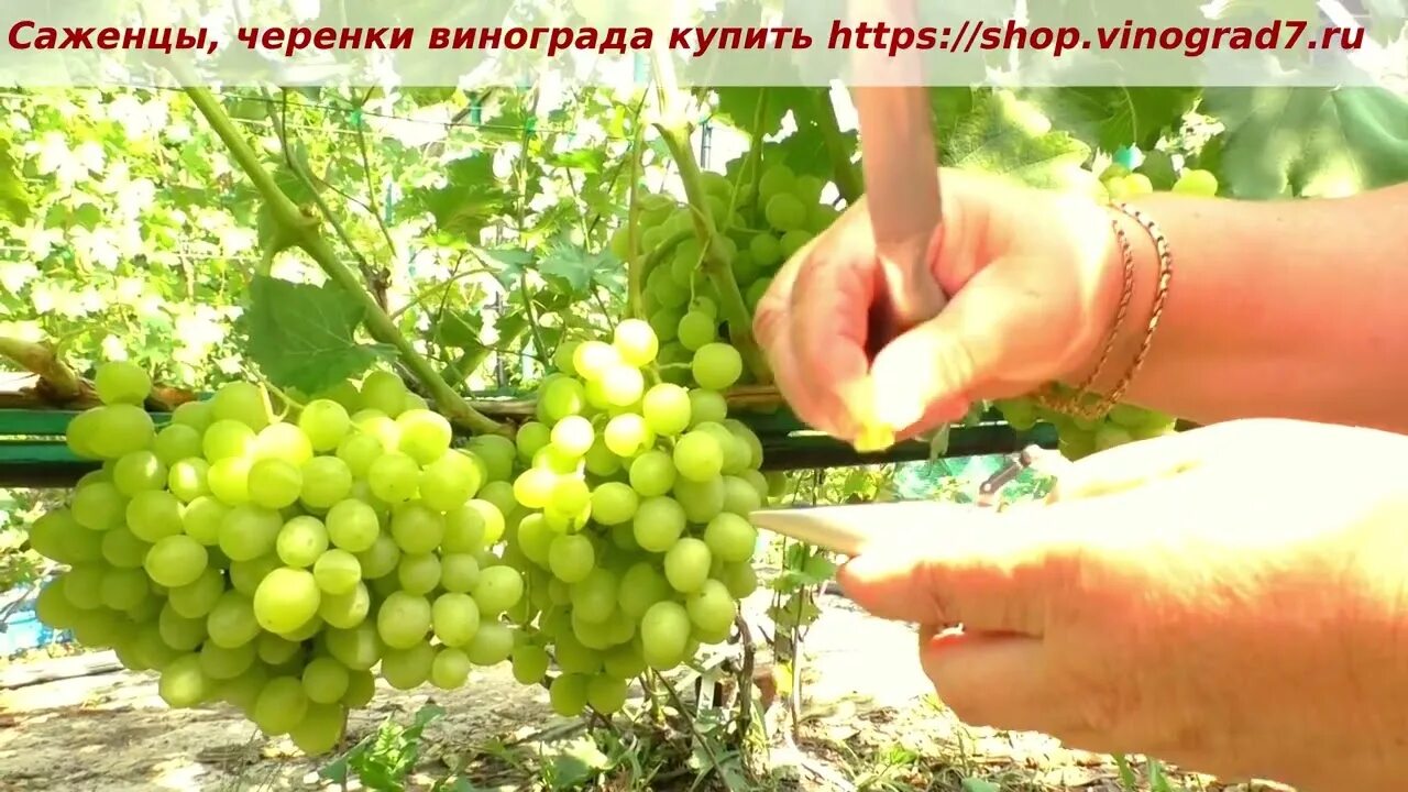 Cорта винограда (236 видов): по алфавиту, полный список, названия, фото, каталог