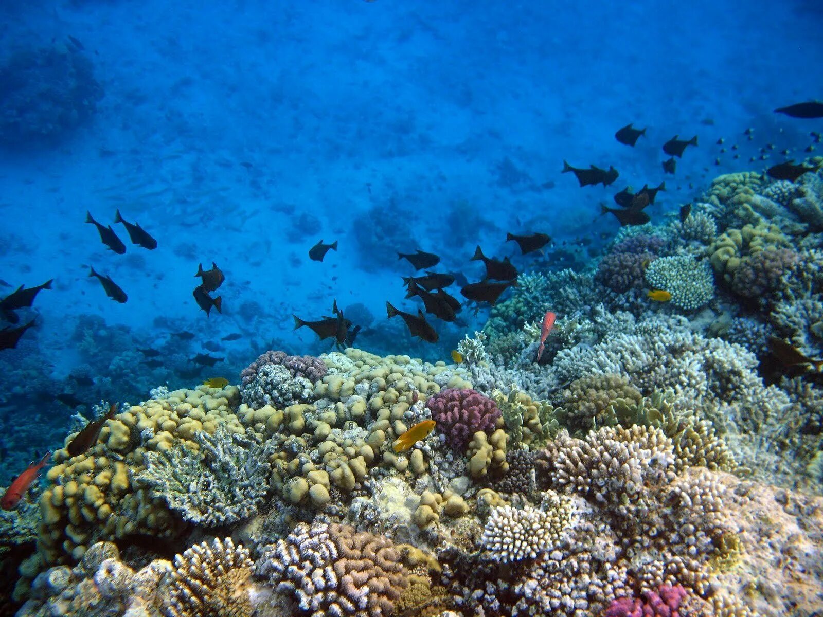 Рифы в хургаде. Морские обитатели красного моря хургада. Красное море снорклинг. Хургадкрасное море хургады. Рыбы красного моря египет хургада.