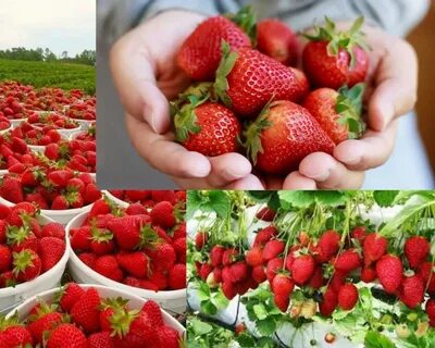 Подкормка клубники йодом