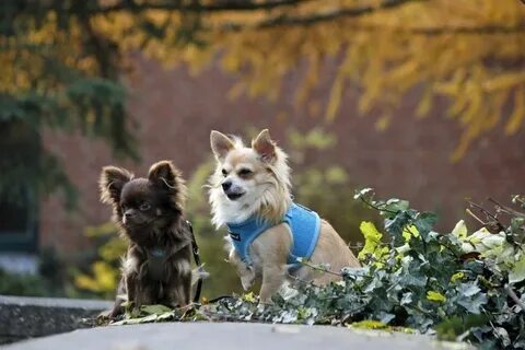 Pets dogs 2