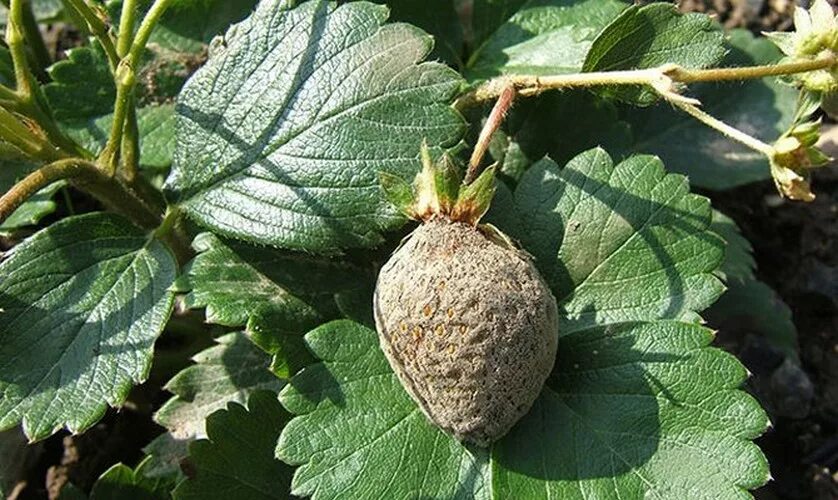Botrytis cinerea клубники. Серая гниль на листьях клубники. Чем обработать клубнику после серой гнили. Серая гниль (ботритис) малины. Botrytis cinerea («благородная гниль»).