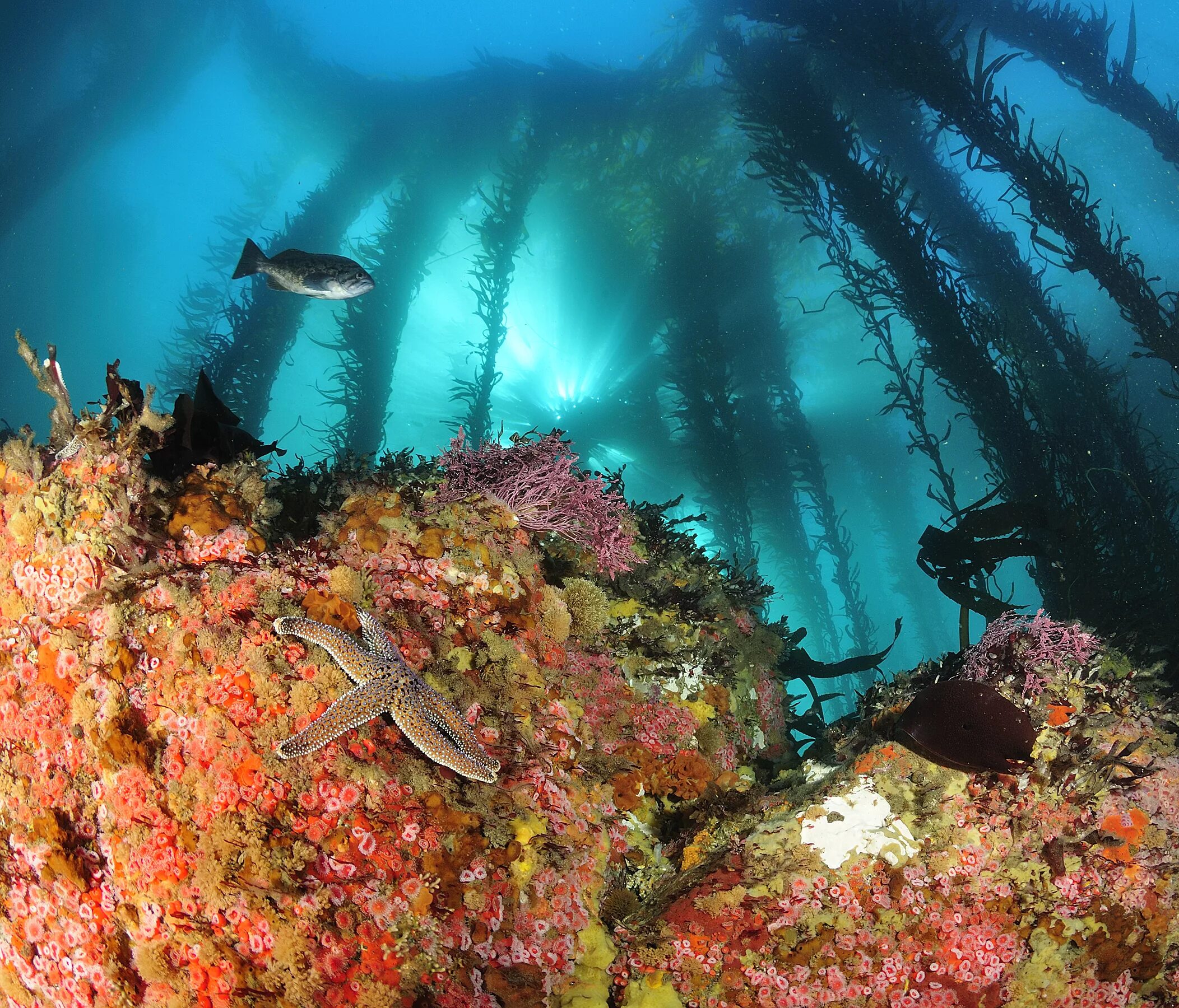 Мир подводной глубине. Подводный каньон Монтерей. Южно китайское море подводный мир. Дно Южно китайского моря. Подводный тихий океан дно.