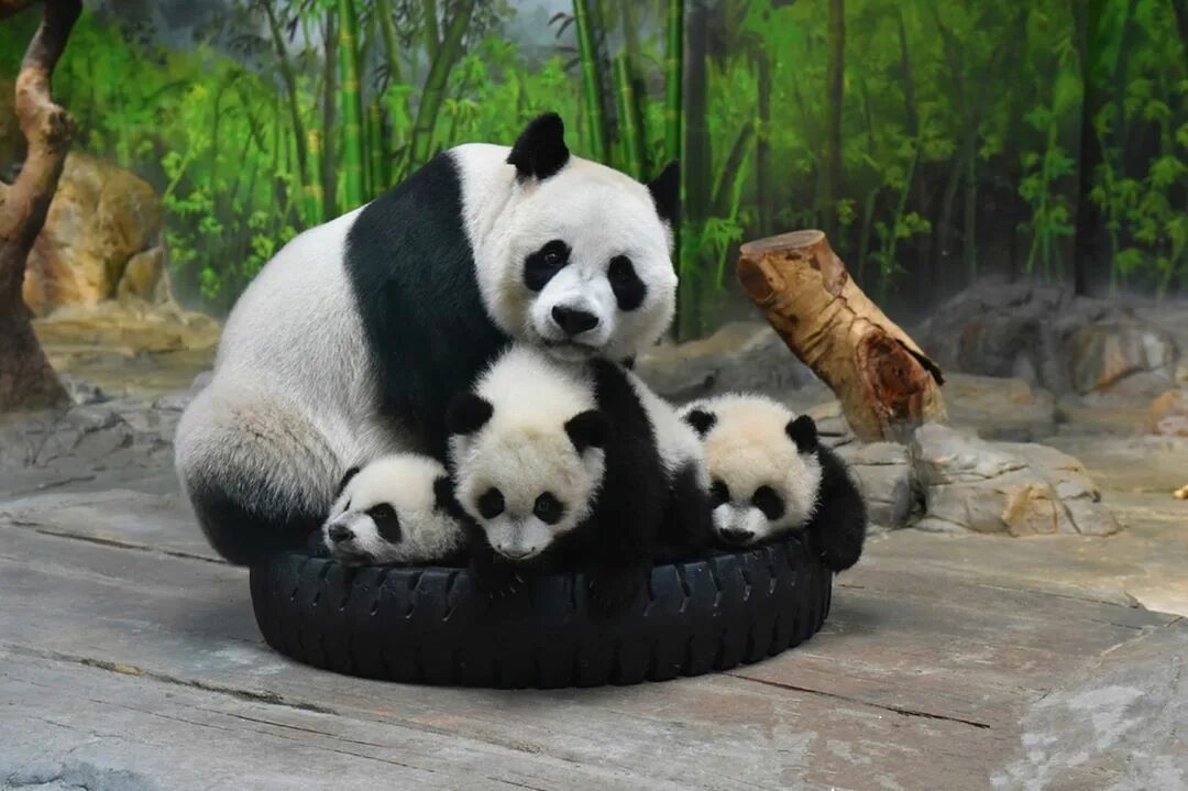 Ipanda. Большая Панда семейство. Панданёнок. Семья панд. Панда с детёнышем.