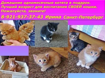 Расстояние кошки